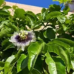 Junqueira Gardens - Casa Antiga Jardim E Piscina Lisbon