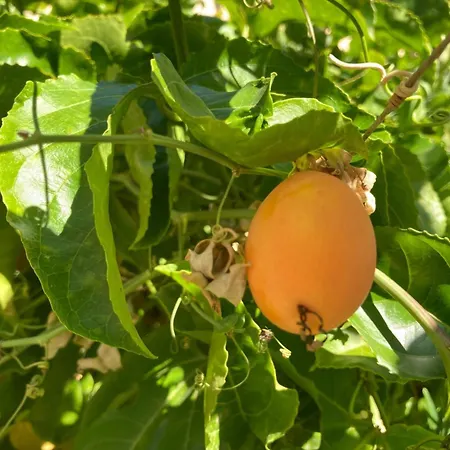 Junqueira Gardens - Casa Antiga Jardim E Piscina וילה