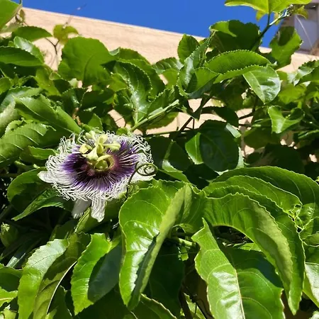 Junqueira Gardens - Casa Antiga Jardim E Piscina Лиссабон