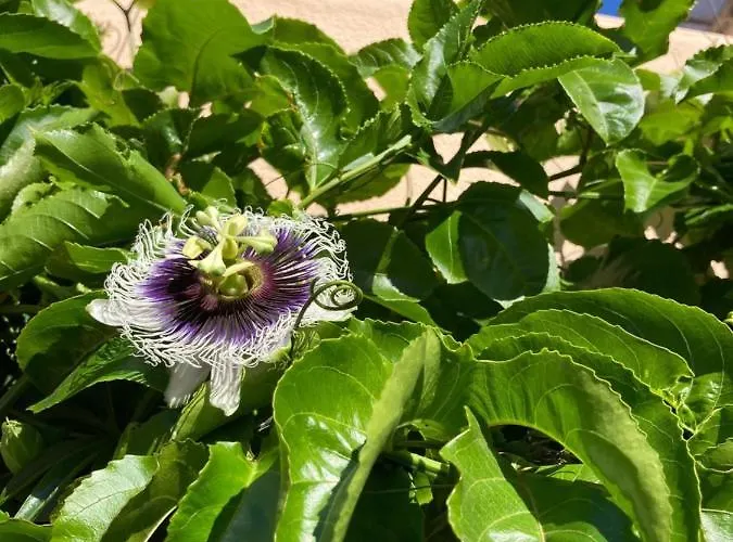 Junqueira Gardens - Casa Antiga Jardim E Piscina Lisboa