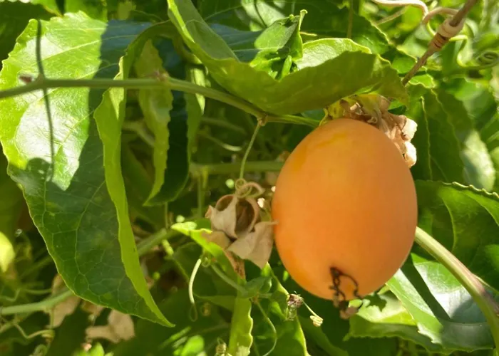 Junqueira Gardens - Casa Antiga Jardim E Piscina Villa